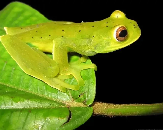 Charta tree frog