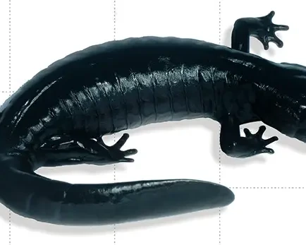 Odaigahara salamander