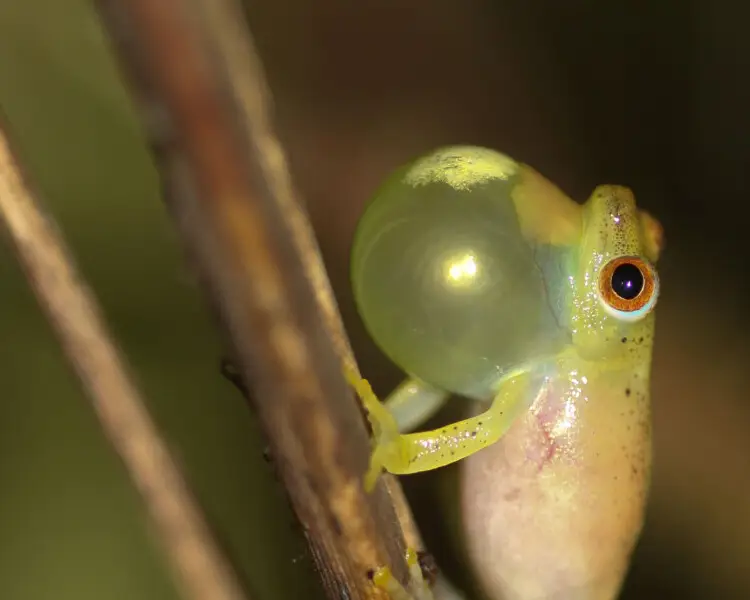 Hyperolius nasutus факти, дієта, ареал і фотографії на Animalia.bio