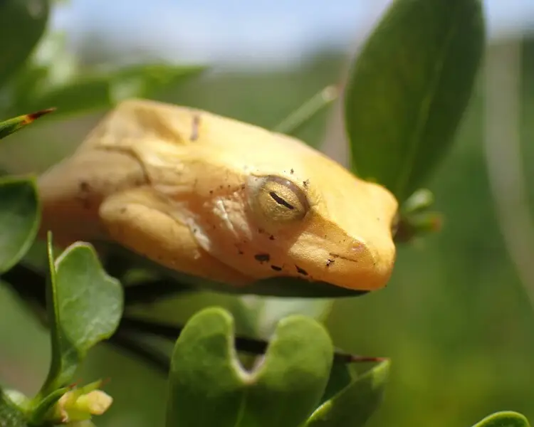 Hyperolius semidiscus Fatti, dieta, habitat e immagini su Animalia.bio