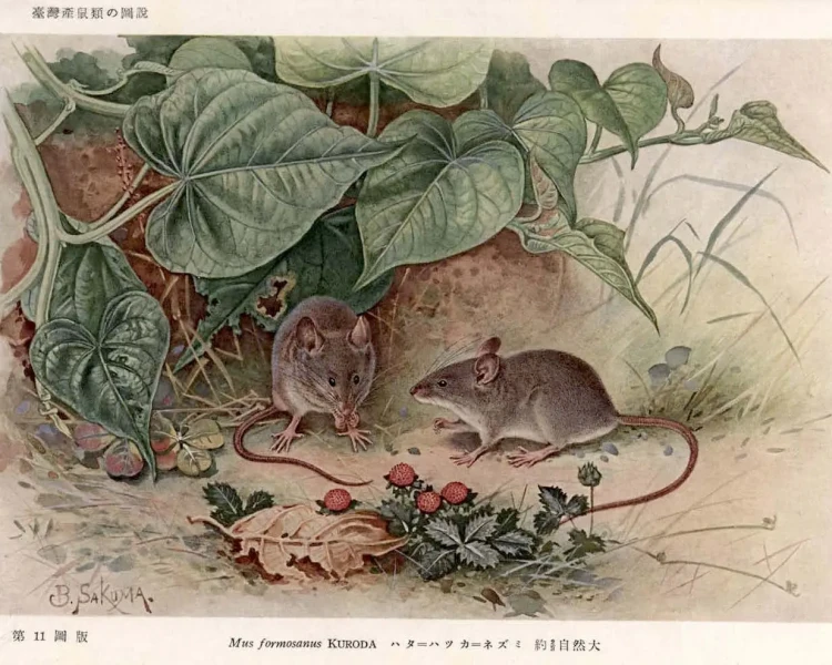 Ryukyu mouse