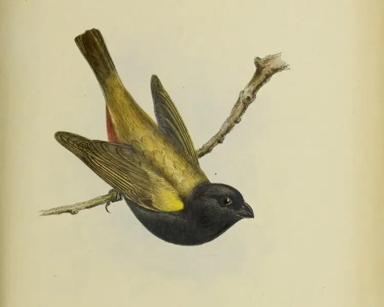 Yellow-shouldered grassquit