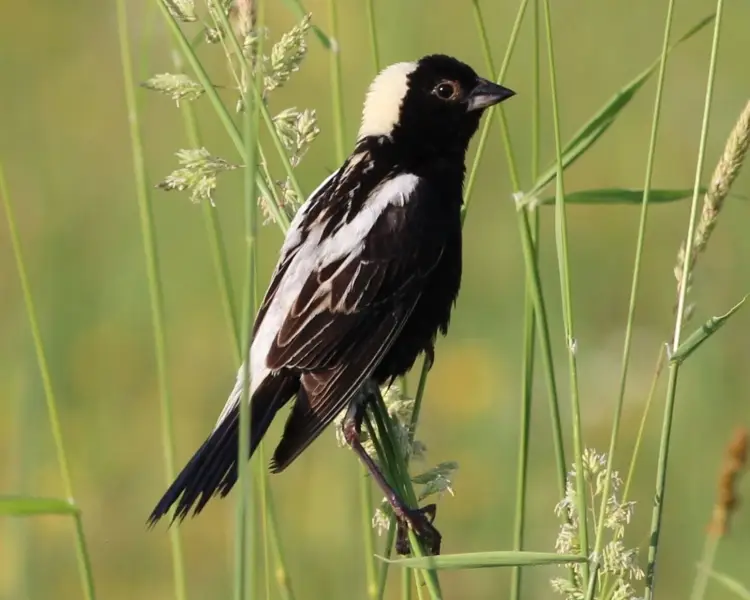 bobolink habitat