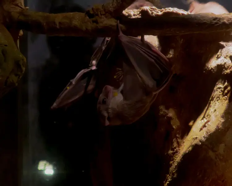 Egyptian Fruit Bat