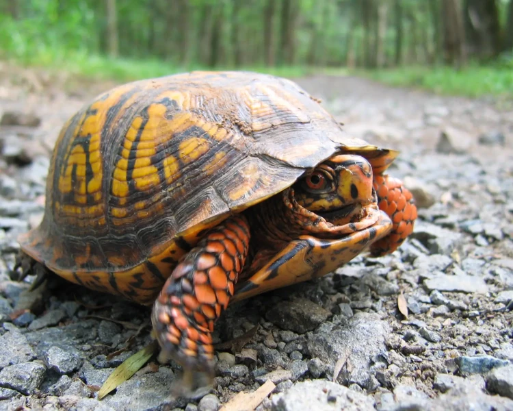 Spotted box turtle