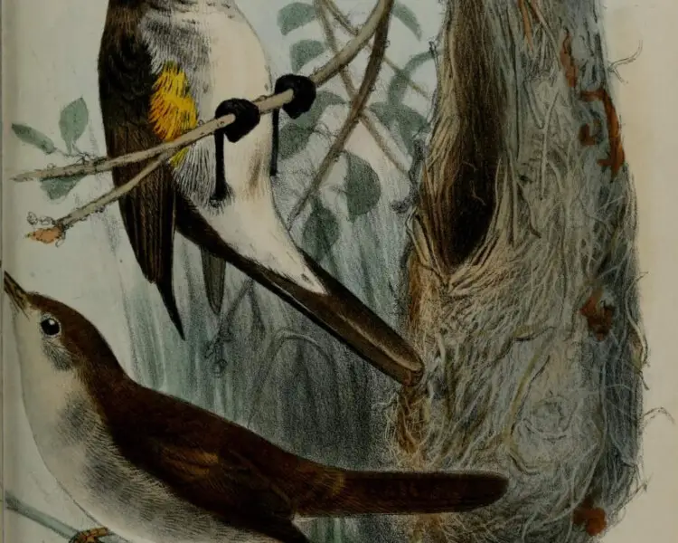 Socotra warbler
