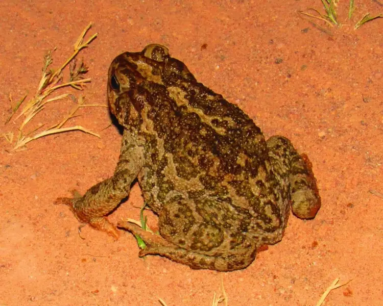 Pine toad