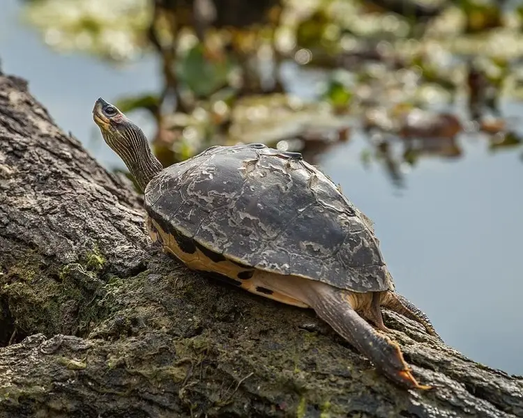 Покрівельна черепаха індійська