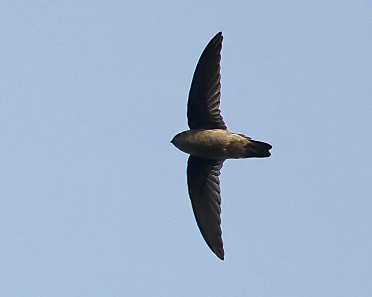 Indian swiftlet