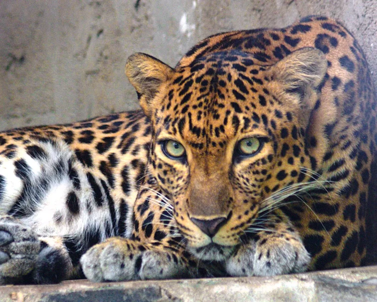 Indochinese leopard