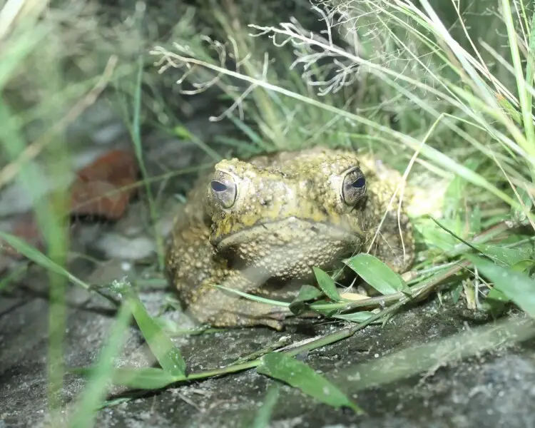 Crested toad