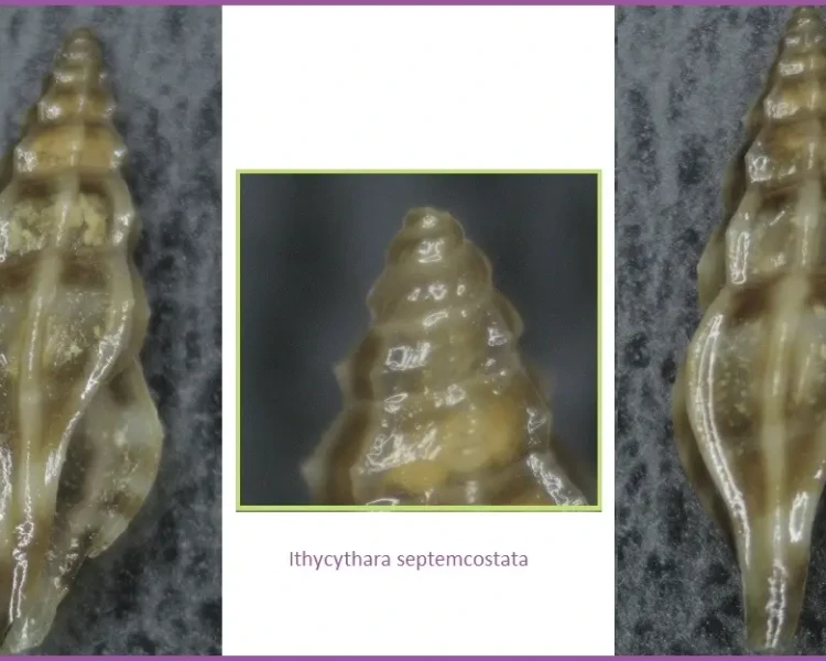 Ithycythara septemcostata