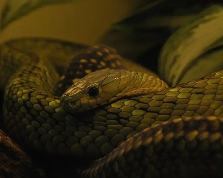 Jameson's Mamba - Facts, Diet, Habitat & Pictures On Animalia.bio