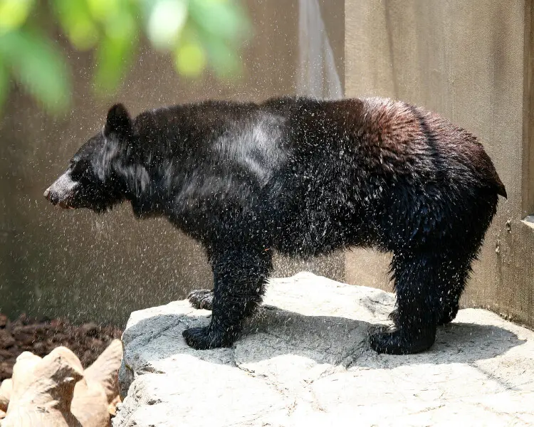 Japanese black bear