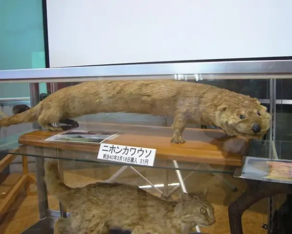 Japanese river otter