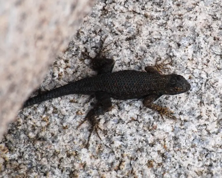 Sceloporus occidentalis longipes