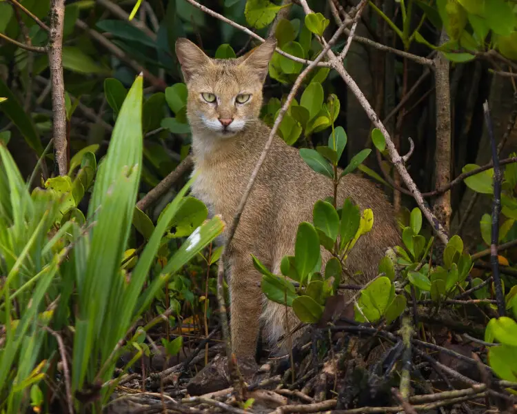 Jungle Cat - Facts, Diet, Habitat & Pictures on Animalia.bio