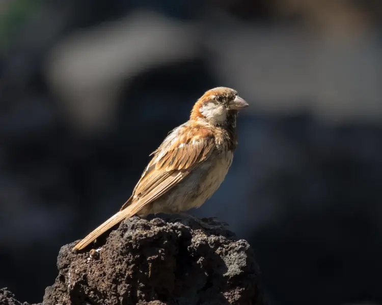 House Sparrow - Facts, Diet, Habitat & Pictures on Animalia.bio