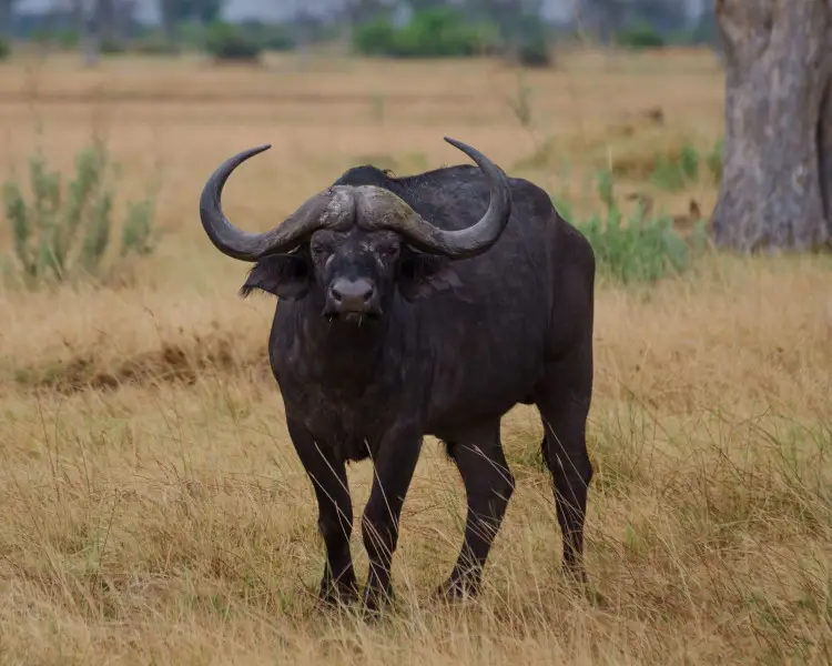 African Buffalo - Facts, Diet, Habitat  Pictures on Animalia.bio