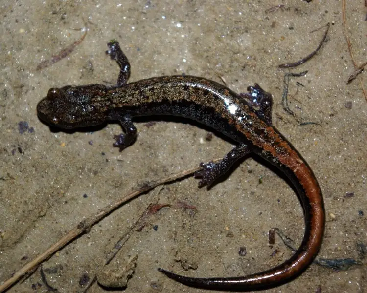 Korean crevice salamander