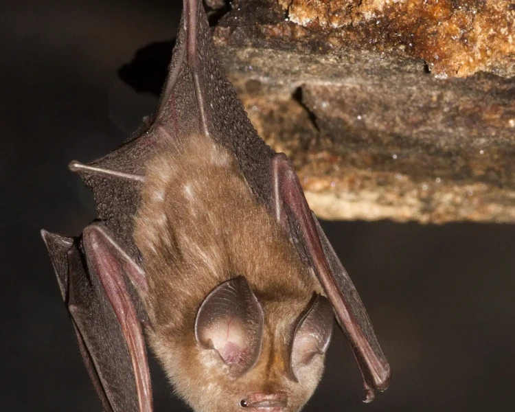 Khajuria's leaf-nosed bat