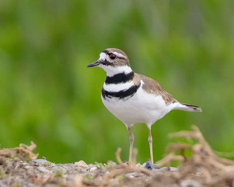 killdeer