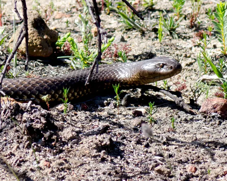 Mulga Snake - Facts, Diet, Habitat & Pictures On Animalia.bio