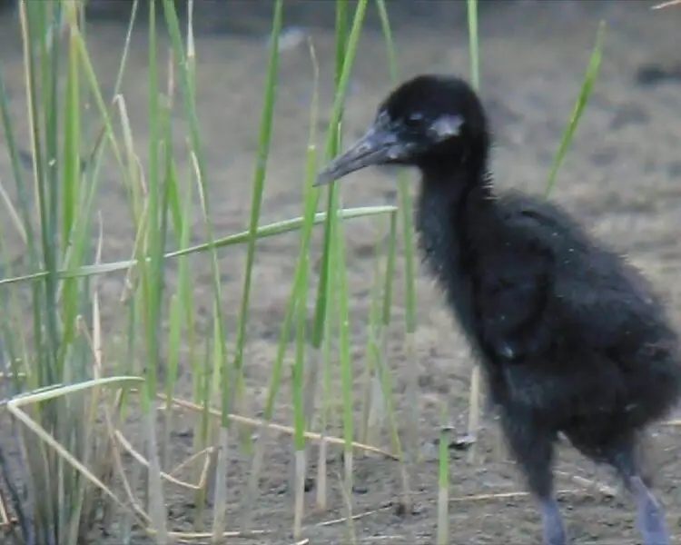 King rail