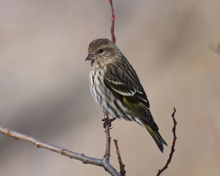 Pine Siskin