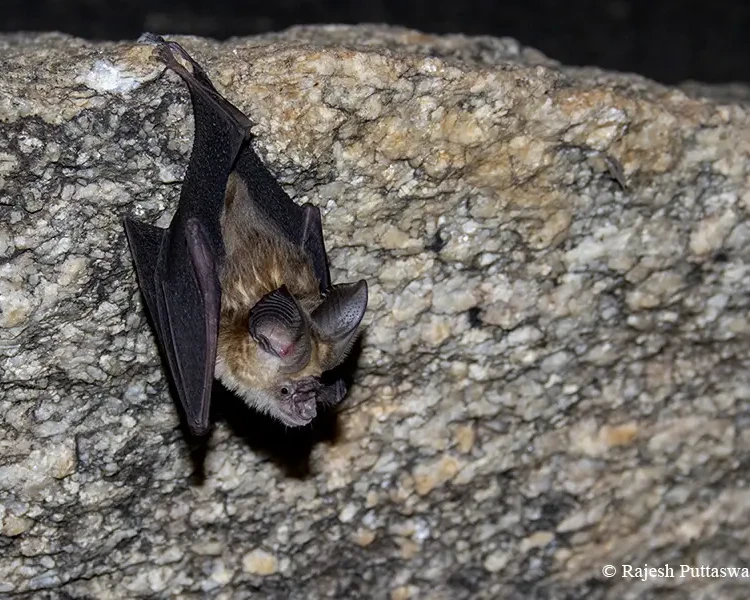 Kolar leaf-nosed bat