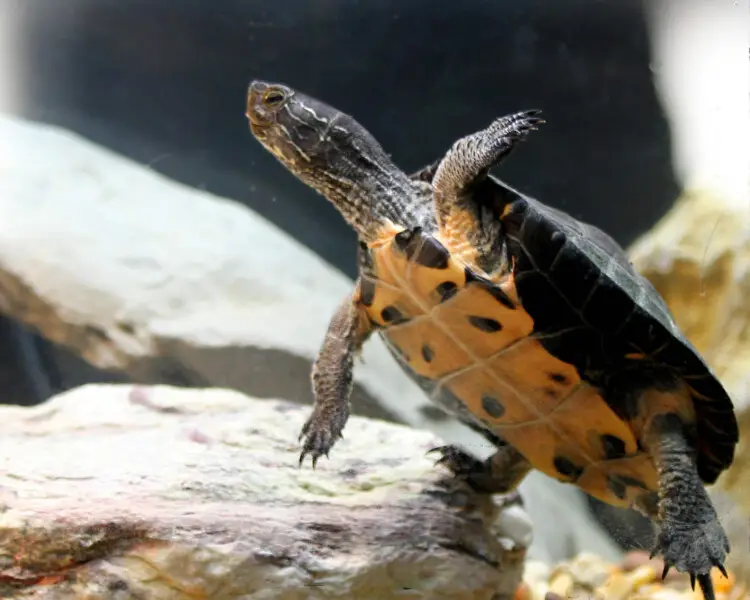 Red-necked pond turtle