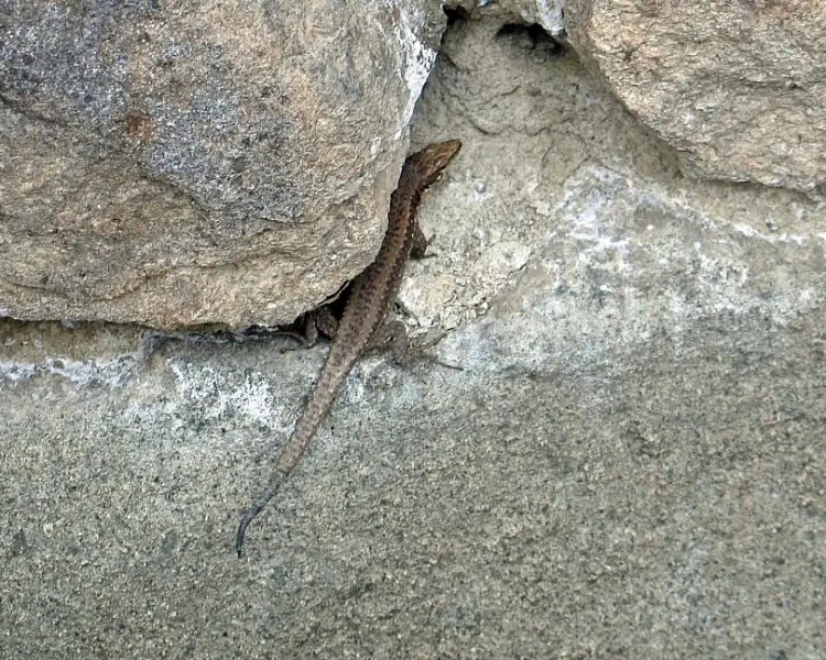 Anatolian rock lizard
