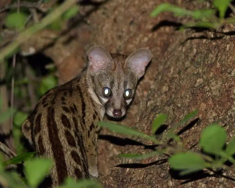 Cape Genet