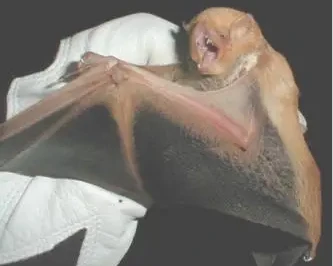 Desert red bat