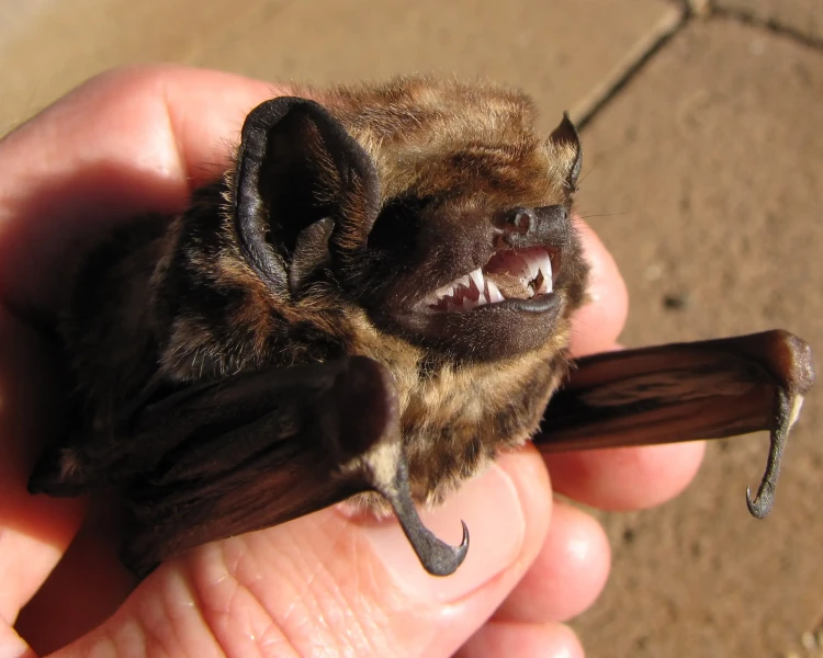Hawaiian hoary bat