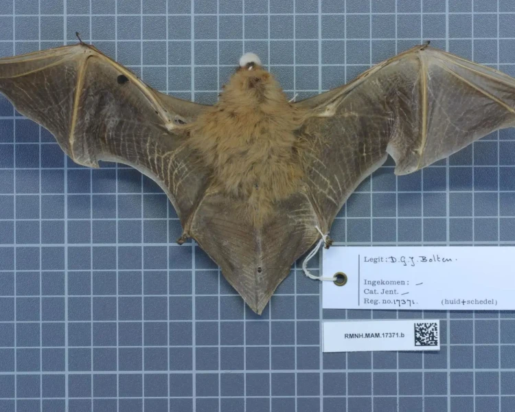 Southern yellow bat