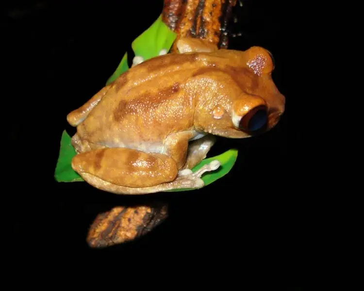 Uluguru forest tree frog