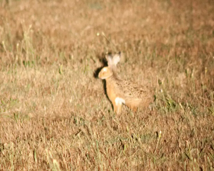 Corsican hare