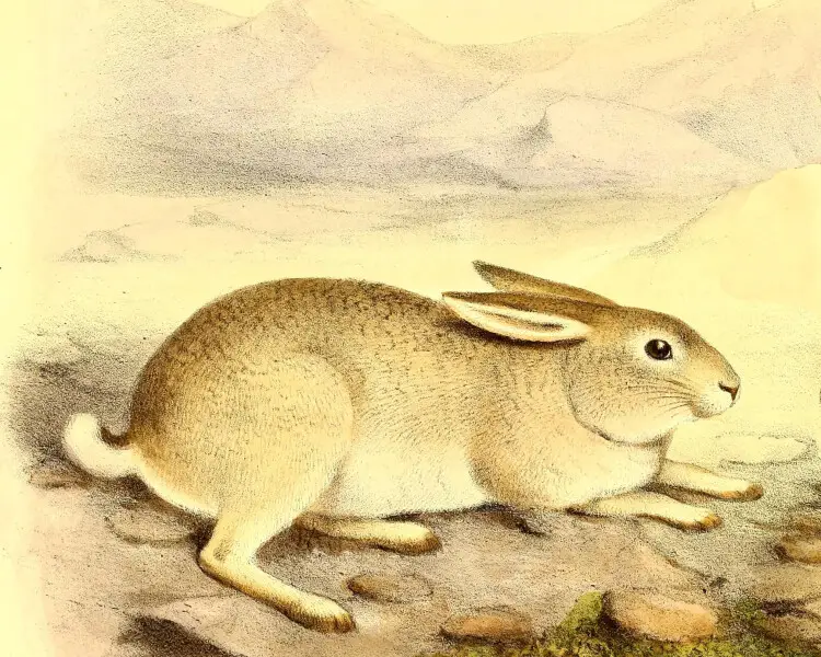 Yarkand hare