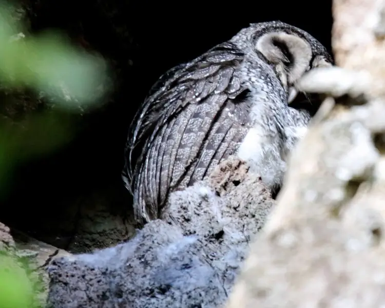 Lesser sooty owl