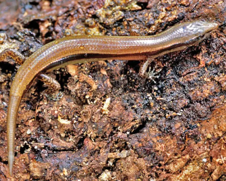 Lipinia vulcania Facts, Diet, Habitat & Pictures on Animalia.bio