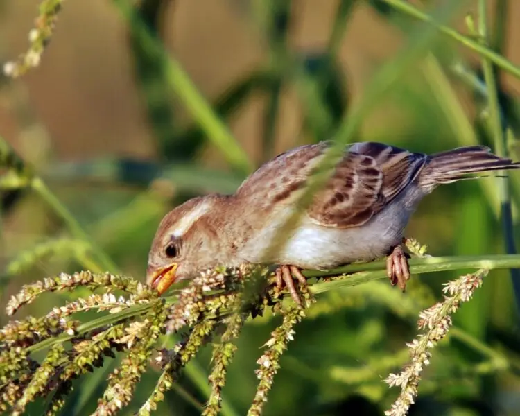 Dead Sea sparrow Facts, Diet, Habitat & Pictures on Animalia.bio