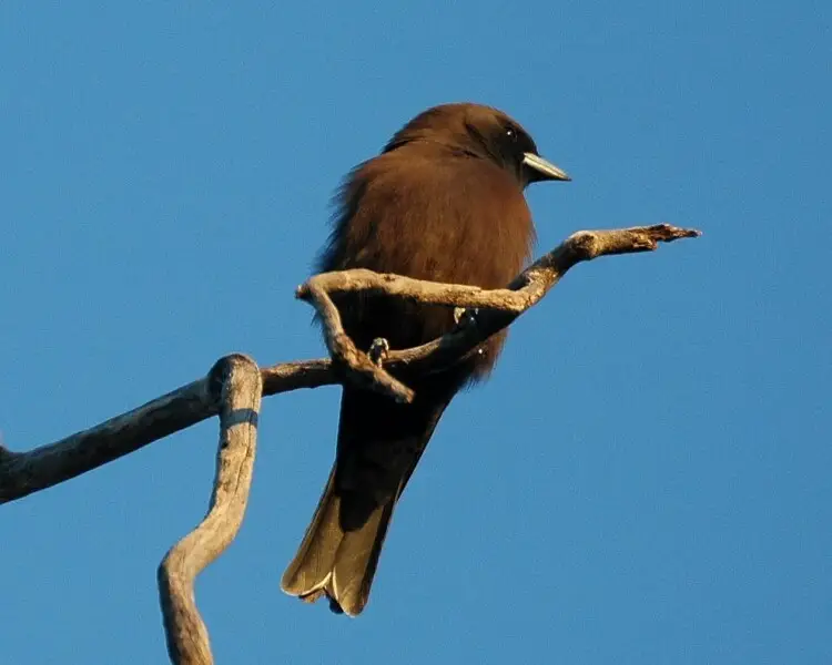 Little woodswallow
