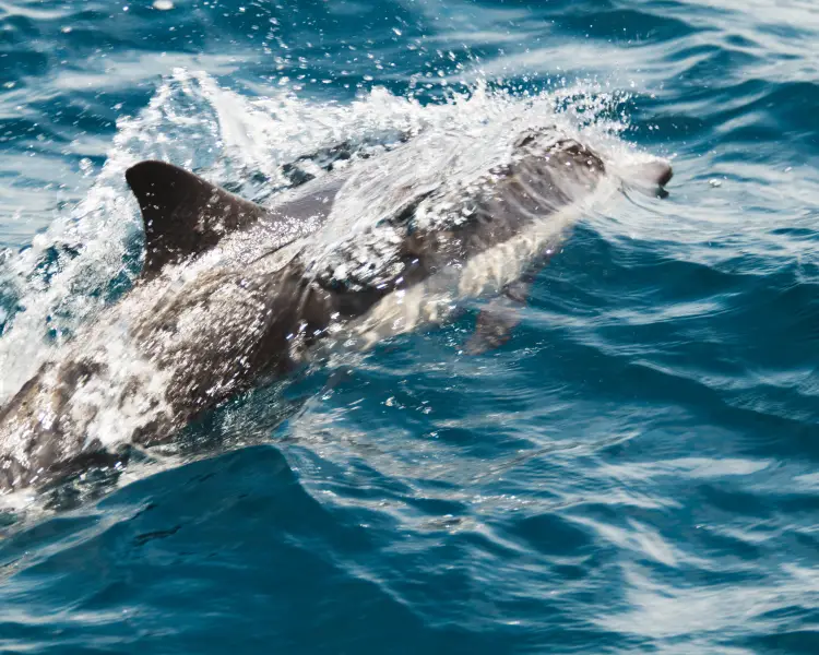 Long-Beaked Common Dolphin