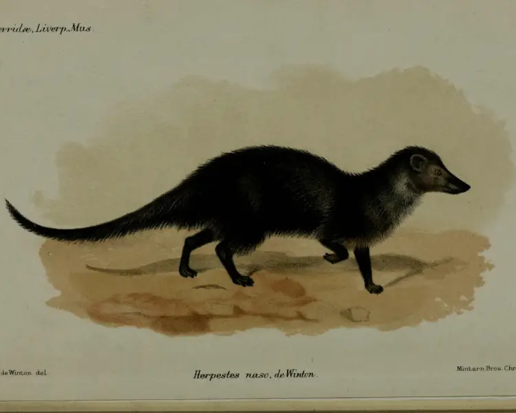 Long-nosed mongoose