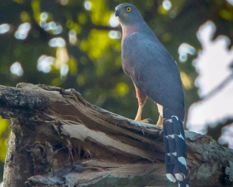 Long-tailed hawk