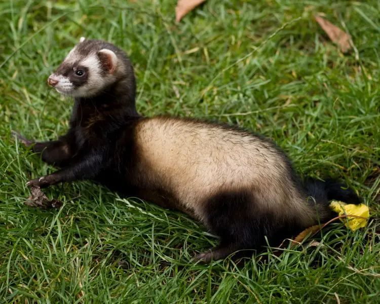 Domesticated Ferret - Facts, Diet, Habitat & Pictures on 