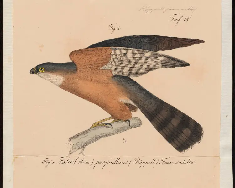 Rufous-breasted sparrowhawk