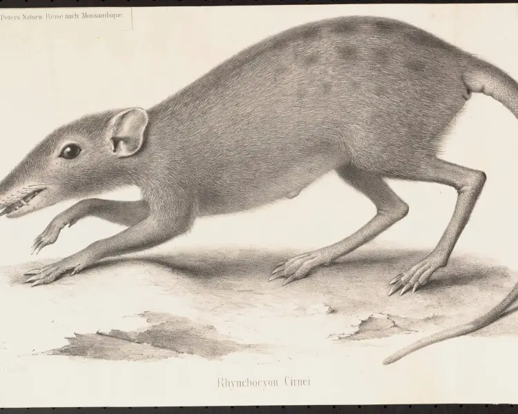 Checkered elephant shrew - Facts, Diet, Habitat & Pictures on Animalia.bio