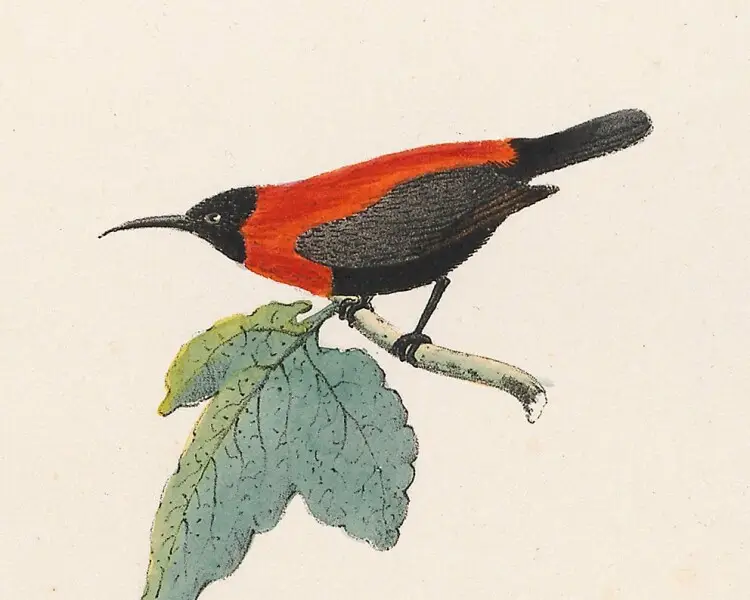 Red-collared myzomela